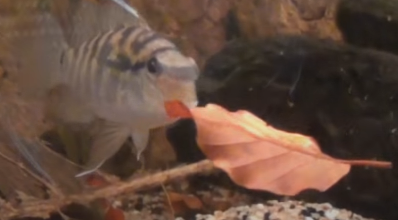 Bujurquina vittata moving leaves