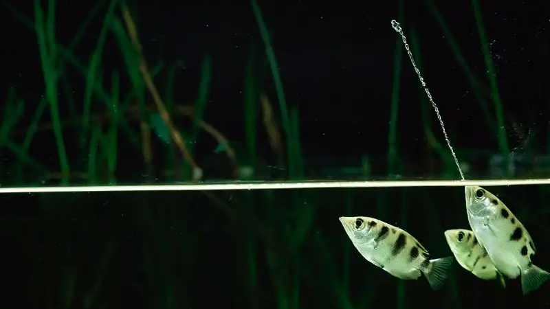 Water as a tool in fish