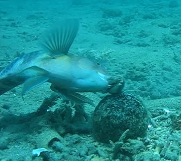 Anvil use by Joseph Gracia