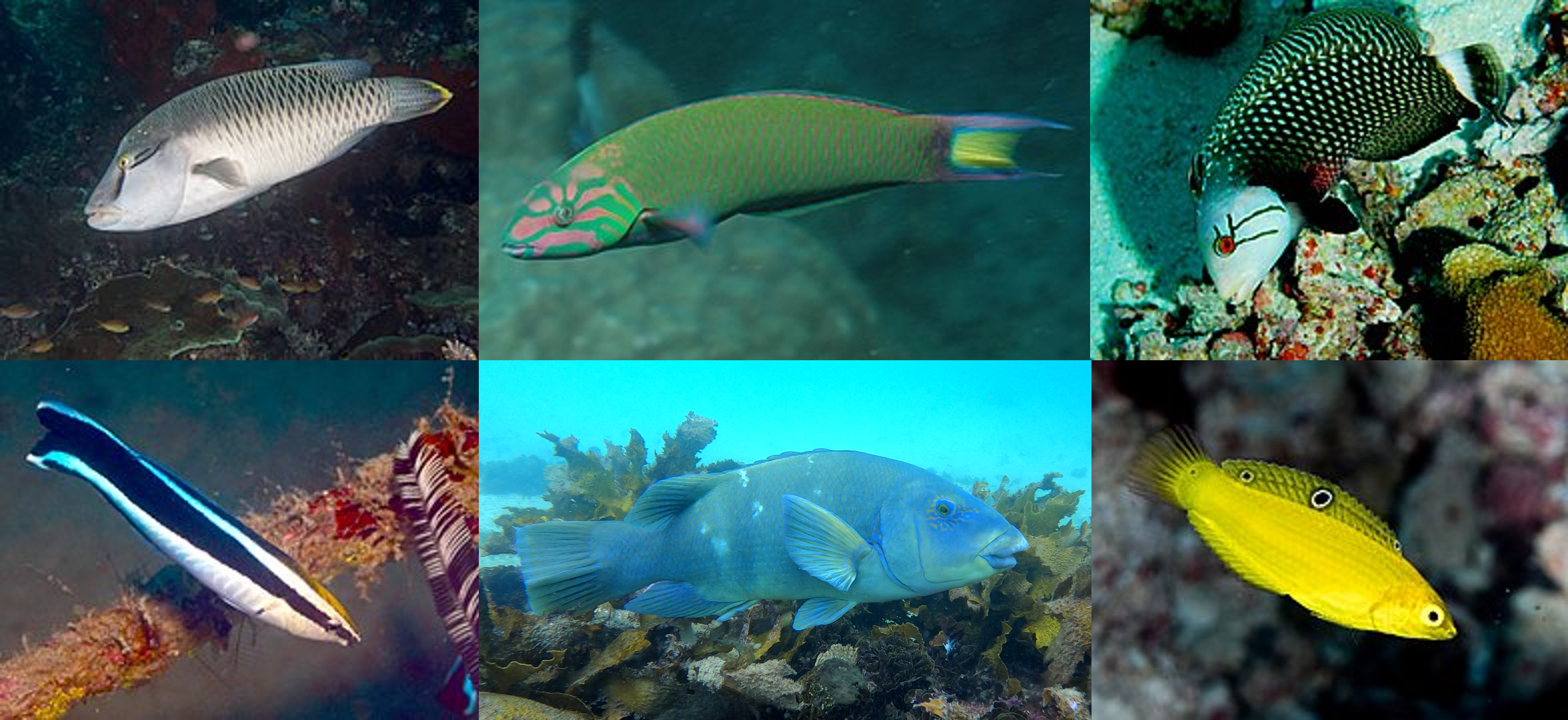 Wrasses